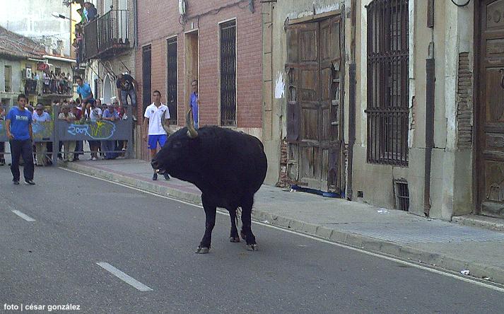 foto de los novillos